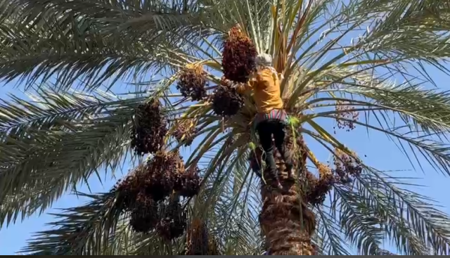 برداشت خرمای کریته در رودان