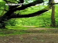 آرامش جنگل لفور مازندران