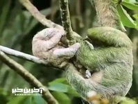 محبت مادرانه تنبل به فرزندش!