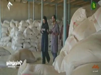 این گاو ها ناز و ادا ندارن؛ برعکس بعضیا!