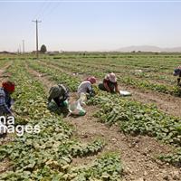 ریزش ۳۰ درصد بیمه‌شدگان روستایی خراسان شمالی؛ علت چیست؟