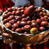 اولین جشنواره استانی عناب به میزبانی دانشگاه بیرجند برگزار می‌شود