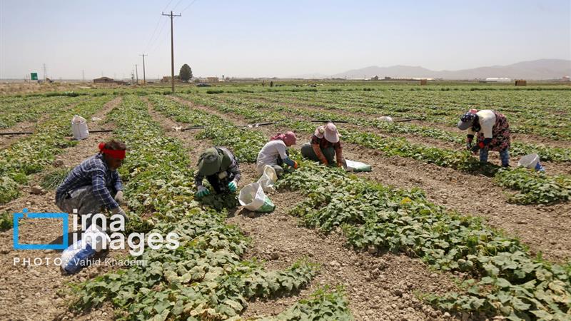 ریزش ۳۰ درصد بیمهشدگان روستایی خراسان شمالی؛ علت چیست؟