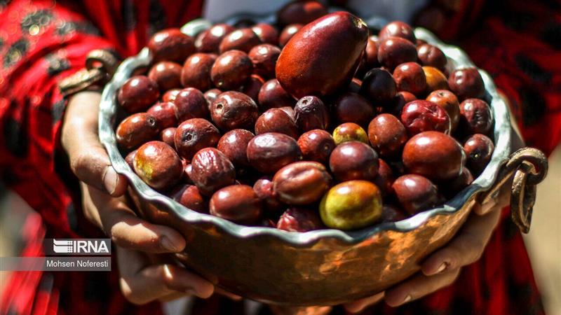 اولین جشنواره استانی عناب به میزبانی دانشگاه بیرجند برگزار میشود