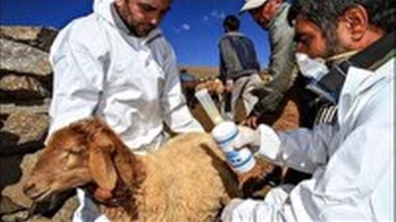 ارائه خدمات رایگان دامپزشکی در استان زنجان به مناسبت هفته دولت