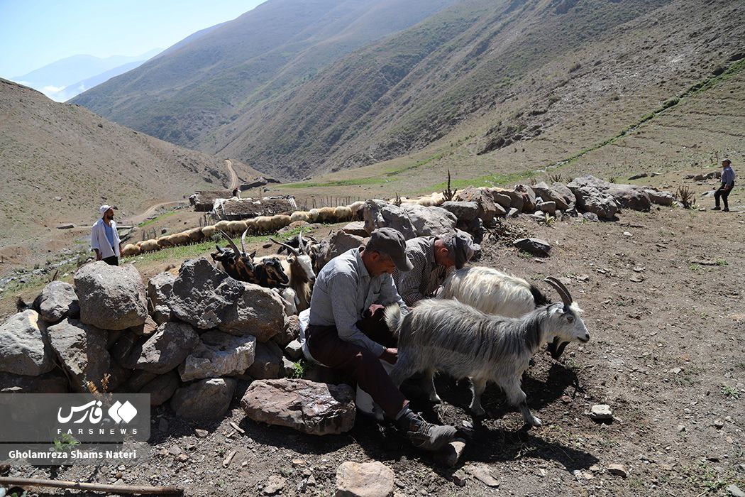 شورینگا؛ شست‌و‌شوی گوسفندان در چالوس