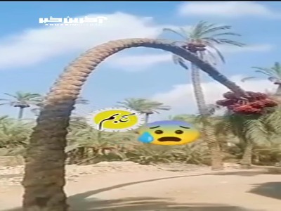  لحظه شکسته شدن کمر نخل خرما در بم