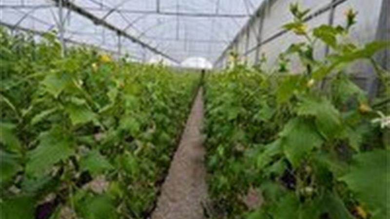 ایجاد ۳۸۵۶ فرصت شغلی برای مددجویان خراسان جنوبی