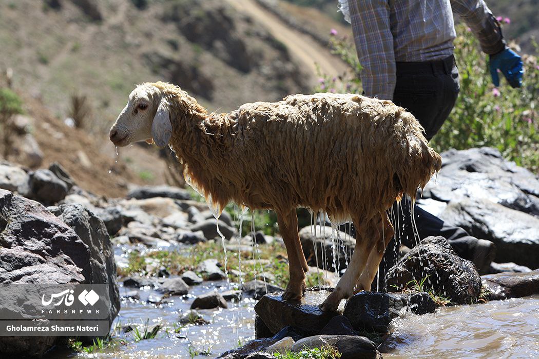 شورینگا؛ شست‌و‌شوی گوسفندان در چالوس