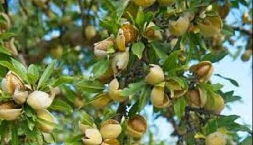 خوراکیای که مغز کودکان را تقویت میکند