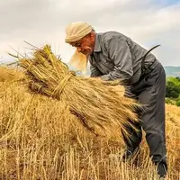 زمان تعیین قیمت گندم اعلام شد