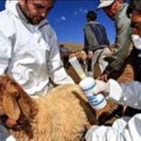 ارائه خدمات رایگان دامپزشکی در استان زنجان به مناسبت هفته دولت