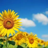 تداوم هوای خنک در همدان