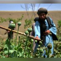 پاکستان: کشت موادمخدر در افغانستان به قاچاق آن در منطقه افزوده است
