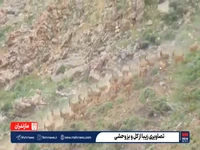 تصاویری زیبا از کل و بز وحشی