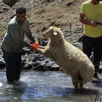 شورینگا؛ شست‌و‌شوی گوسفندان در چالوس