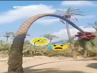  لحظه شکسته شدن کمر نخل خرما در بم