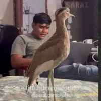 پرنده ای که قوانین فیزیک را به چالش می کشد!
