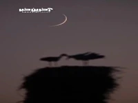  وداع عاشقانه لک‌لک‌ها با هلال ماه نو در روستای کپر جودکی