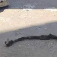 مارگزیدگی دانشجوی دانشکده کشاورزی لرستان