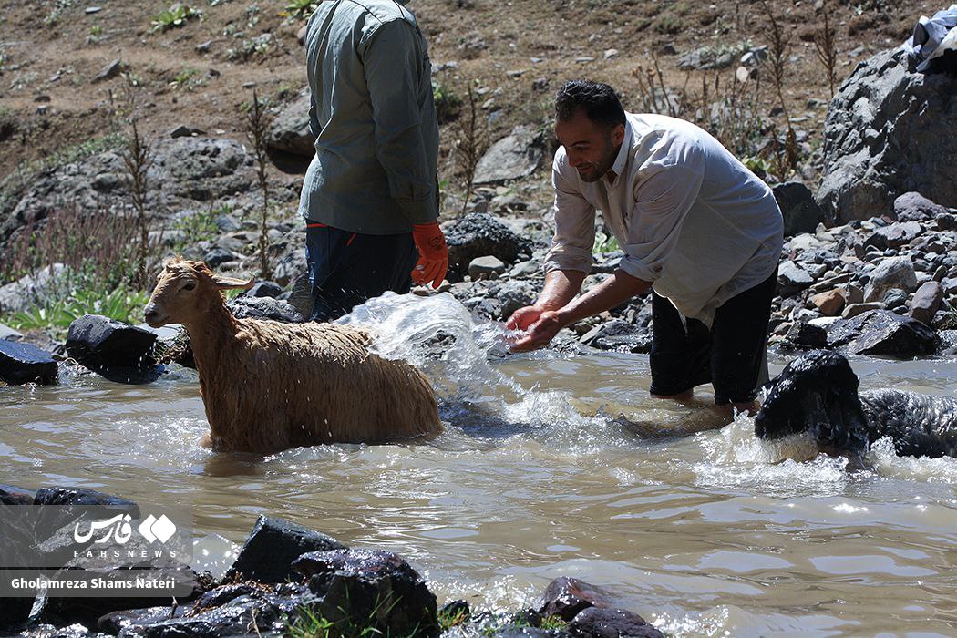 شورینگا؛ شست‌و‌شوی گوسفندان در چالوس