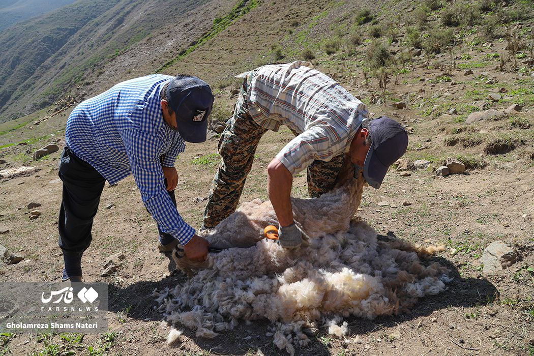 پشم‌چینی سنتی گوسفندان