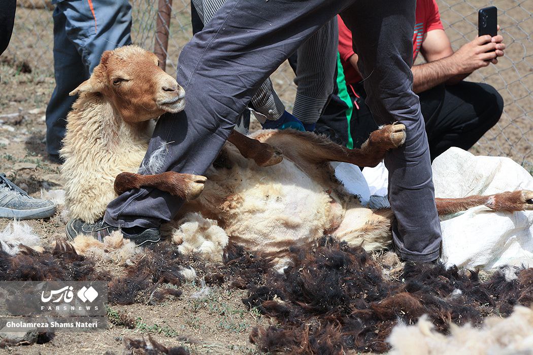  پشم‌چینی سنتی گوسفندان