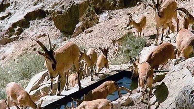 تداوم آبرسانی به حیات وحش هفتاد قله اراک/ تلفات گرمازدگی گزارش نشده است