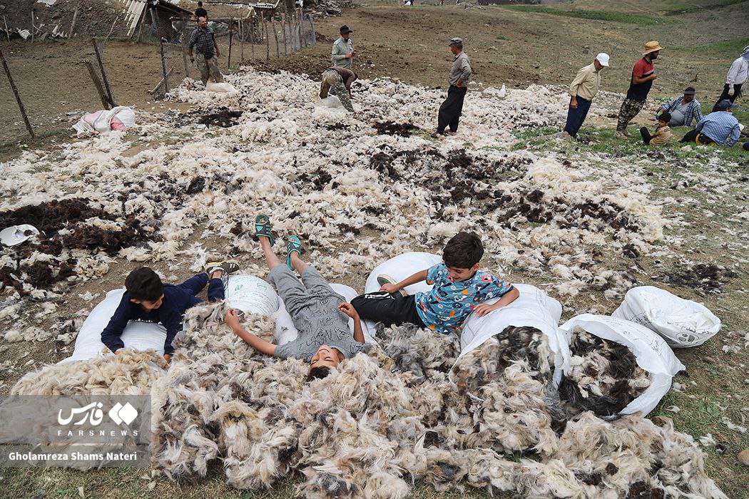  پشم‌چینی سنتی گوسفندان