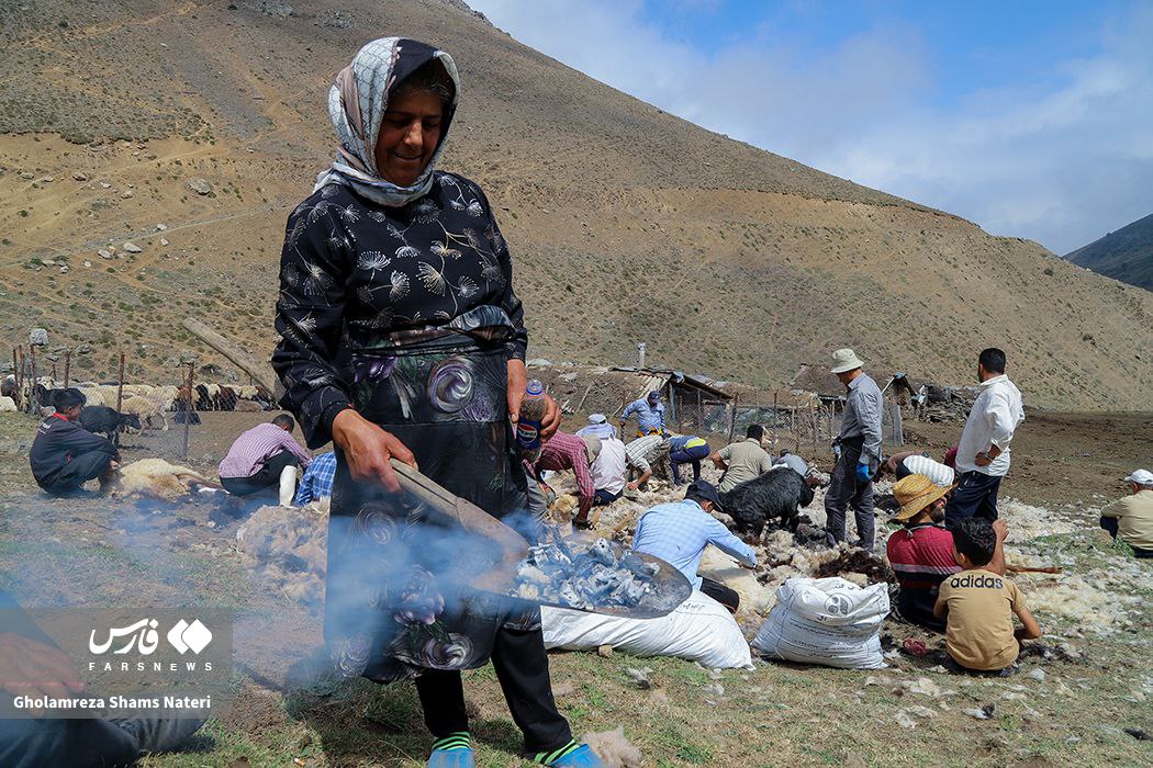 پشم‌چینی سنتی گوسفندان