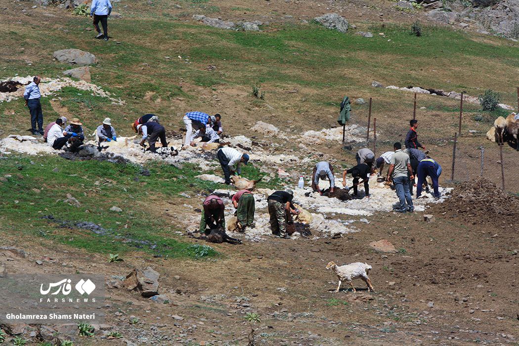 پشم‌چینی سنتی گوسفندان