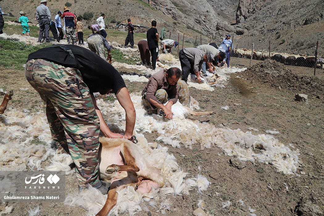 پشم‌چینی سنتی گوسفندان