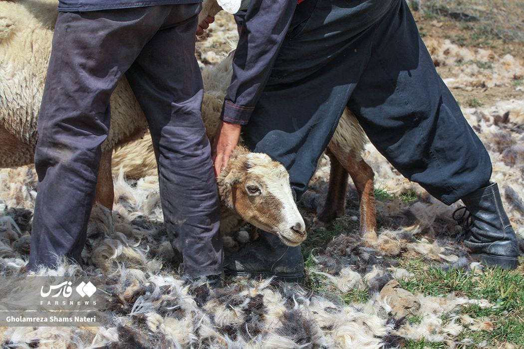  پشم‌چینی سنتی گوسفندان