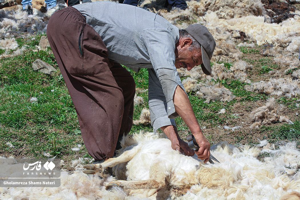  پشم‌چینی سنتی گوسفندان