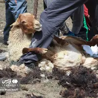  پشم‌چینی سنتی گوسفندان
