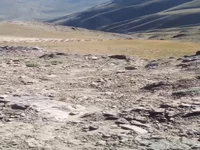 گله کل و بز وحشی در مناطق حفاظت‌شده قزوین
