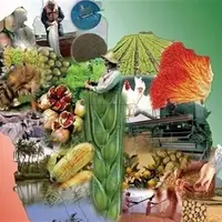 توضیح وزیر جهاد درباره ذخایر استراتژیک غذایی؛ تا ۲ ماه دیگر ذخایر غذایی تمام می شود؟