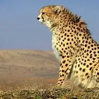یوزپلنگ ایرانی در لبه پرتگاه انقراض