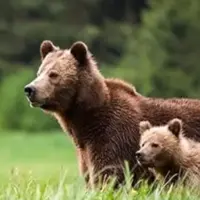 مشاهده خرس مادر و توله‌اش در ارتفاعات زیبای شهسوار