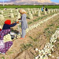 بیمه تامین اجتماعی رایگان برای ۳۷۱ هزار مادر روستایی دارای سه‌فرزند