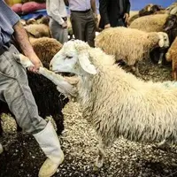  دستگیری سارقان مسلح احشام در دزفول