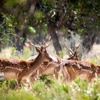 سایت آهوی مغان وضعیت مطلوبی دارد