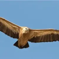 درگیری کرکس‌ها با کلاغ‌ها بر سر لاشه حیوانی در پارک گلستان