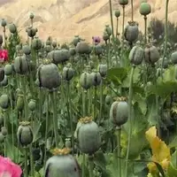 لزوم بازگشت ایران به کشت قانونی خشخاش برای تأمین مواد اولیه دارویی