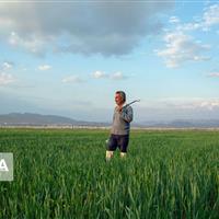 پنج همت برای متناسب‌سازی مستمری بیمه‌شدگان صندوق روستاییان و عشایر اختصاص یافت
