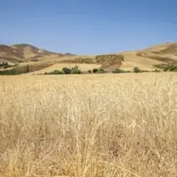 اراضی کشاورزی کشور به ۱۷ میلیون هکتار رسید