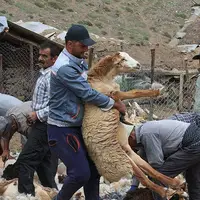 پشم‌چینی سنتی گوسفندان