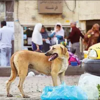 جمع‌آوری ۳۶۶ سگ ولگرد در خرم‌آباد