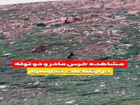 مشاهده خرس مادر و توله‌اش در ارتفاعات شهسوار