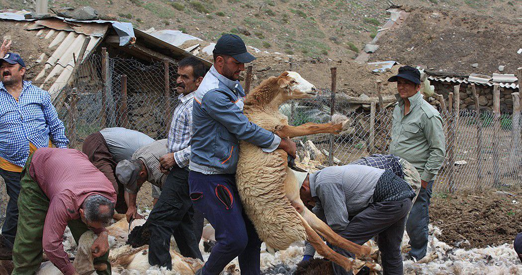 پشم‌چینی سنتی گوسفندان